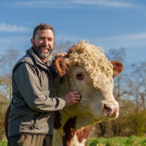 man with cow