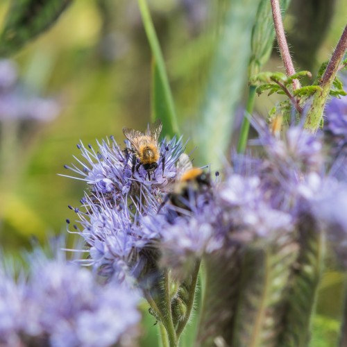 bee on flower