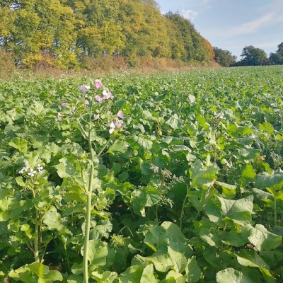 Supporting Farmers to Net Zero