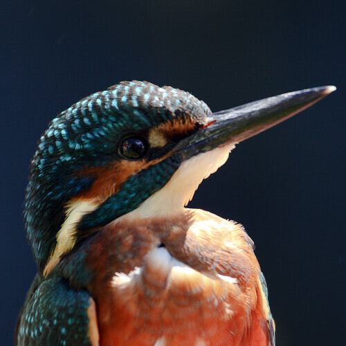 A Kingfisher bird