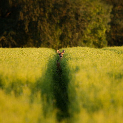 A deer in a field