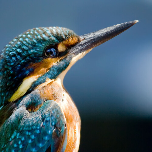 Kingfisher Longstock Park Water Garden, Hampshire