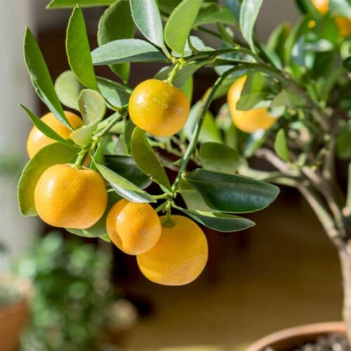 lemon tree