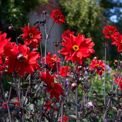 Bright red perennials 