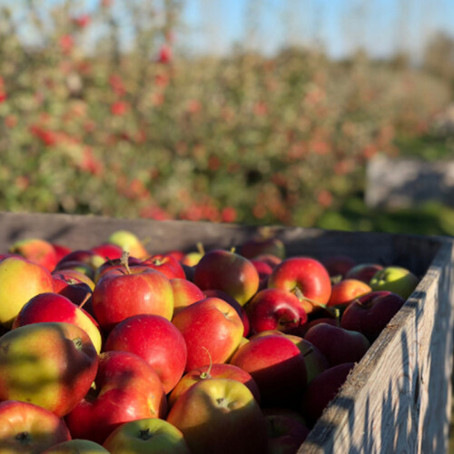 Apples Leckford