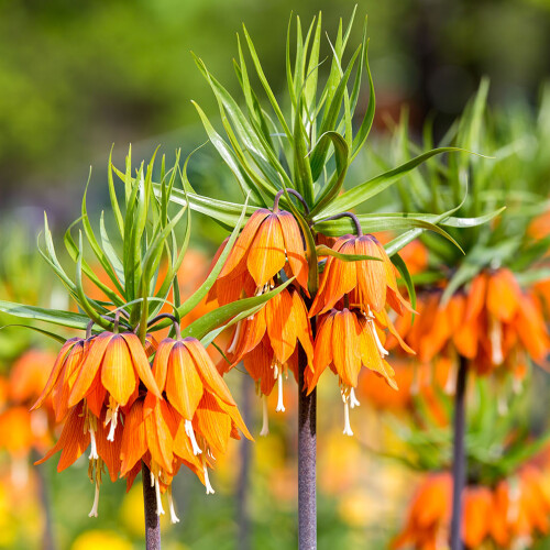 Fritillaria flowers Longstock Park Water Garden, Hampshire