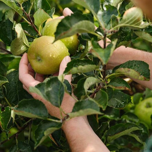 Apples on a fruit tree