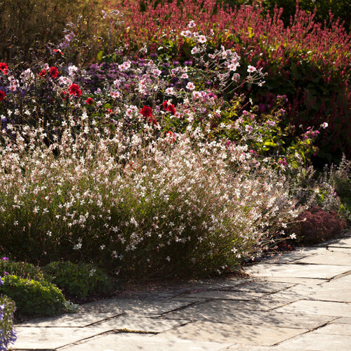 Herbaceous Border Longstock Park Nursery