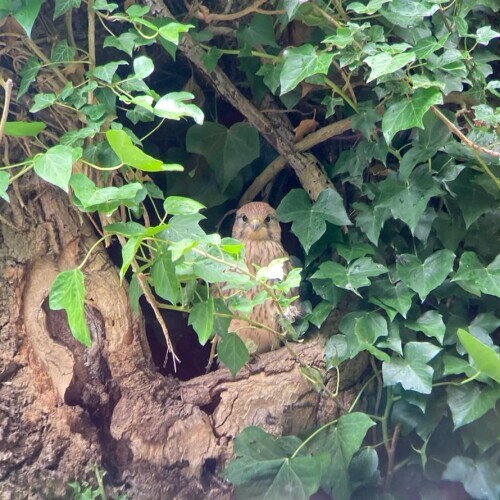 A bird perched in a tree