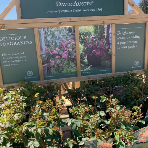 David Austin Rose display