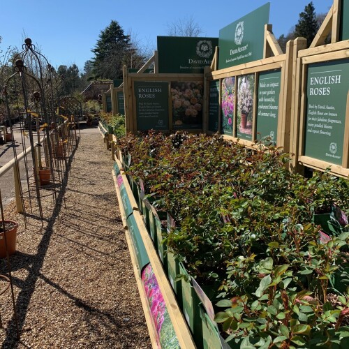 Rose display at Longstock Park Nursery