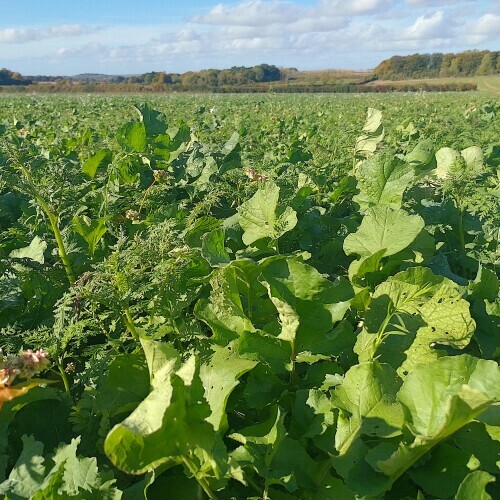 Cover crops in a field