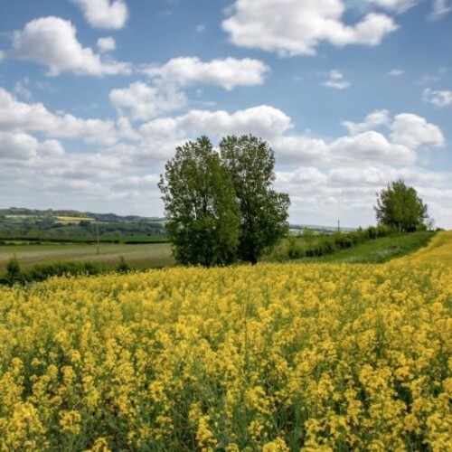 Rapeseed at Leckford