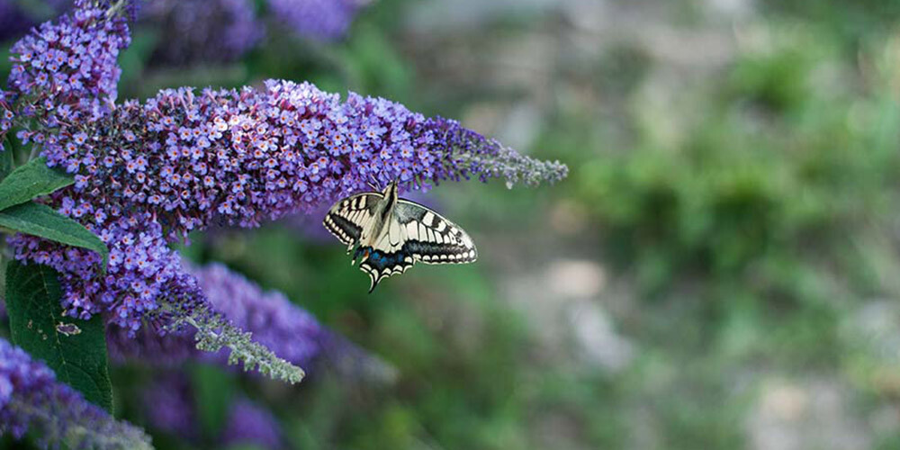 Butterfly among buddlejas