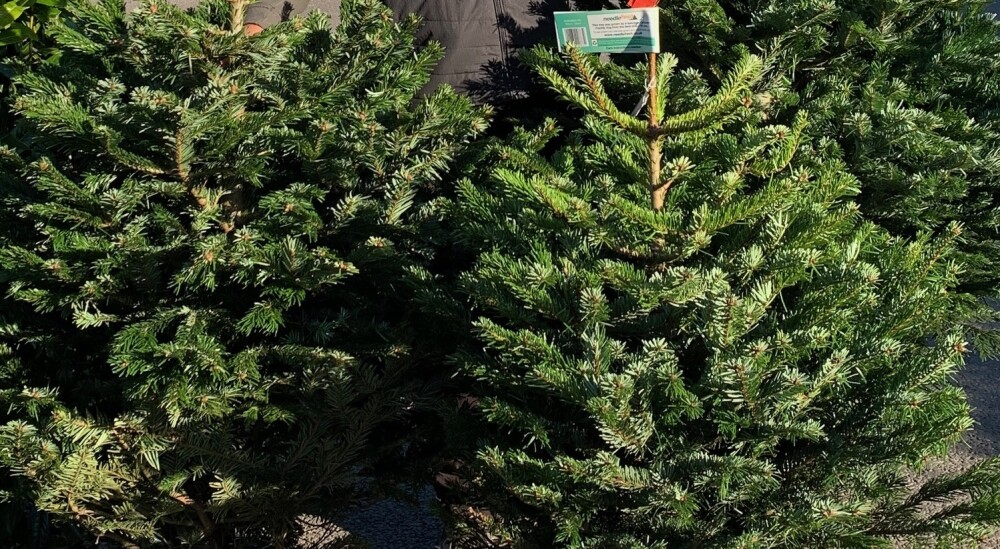 Christmas trees, Leckford Estate Hampshire