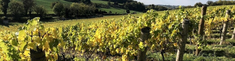 A view of the vineyard