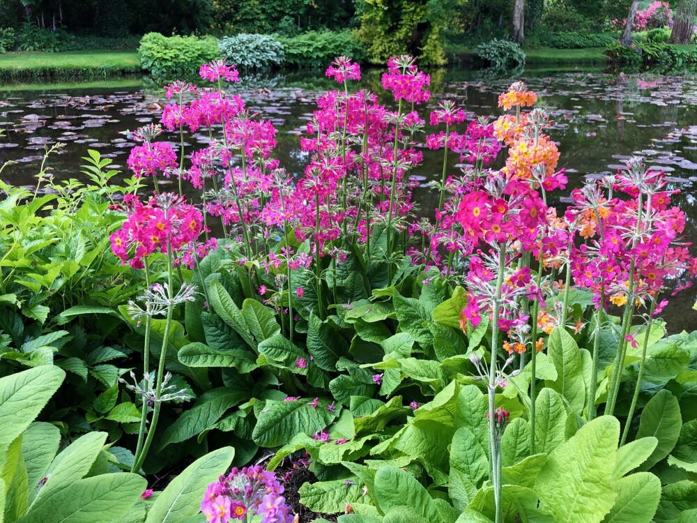flowers in the water garden