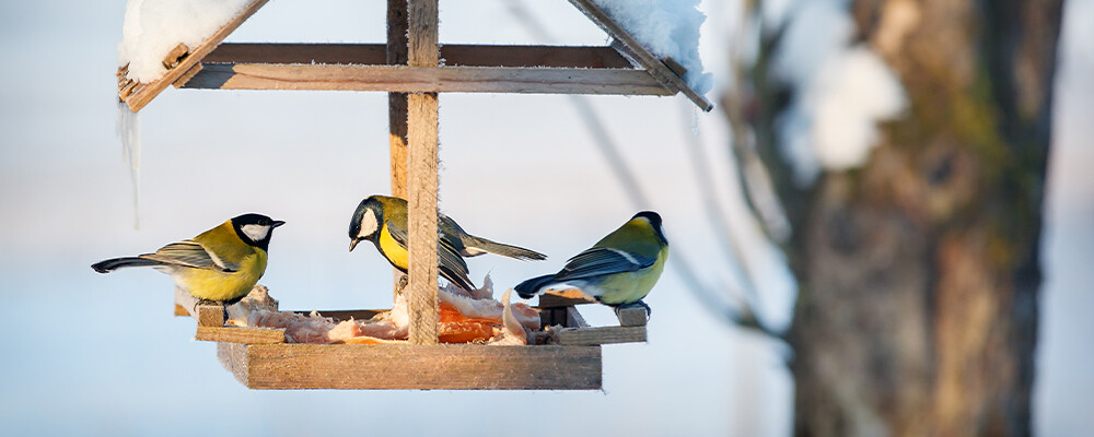 Longstock Park Bird Table