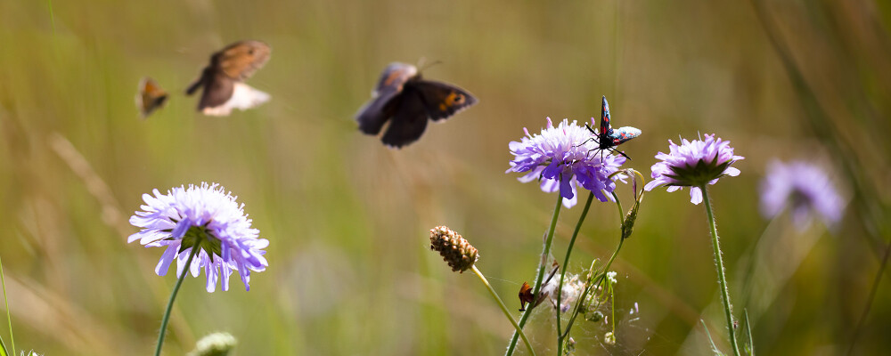 Flowers at Leckford Estate