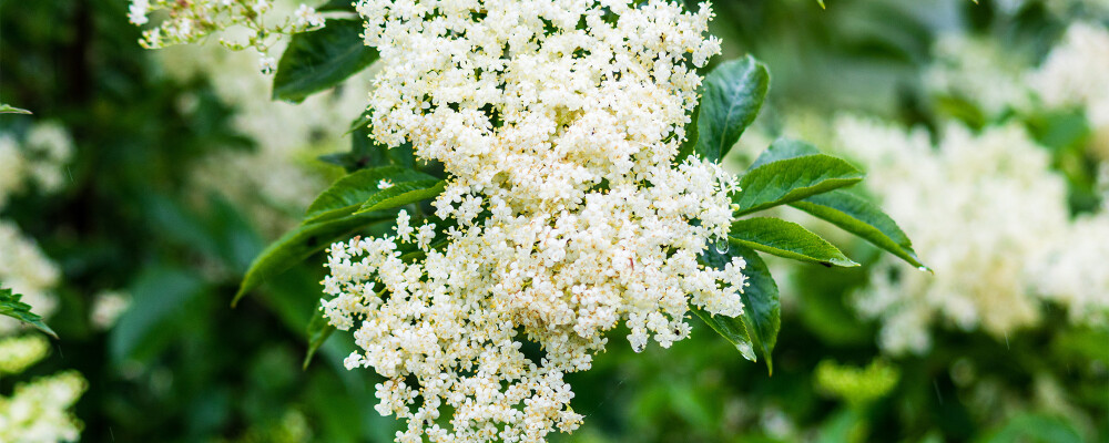 Elderflower at Leckford Estate