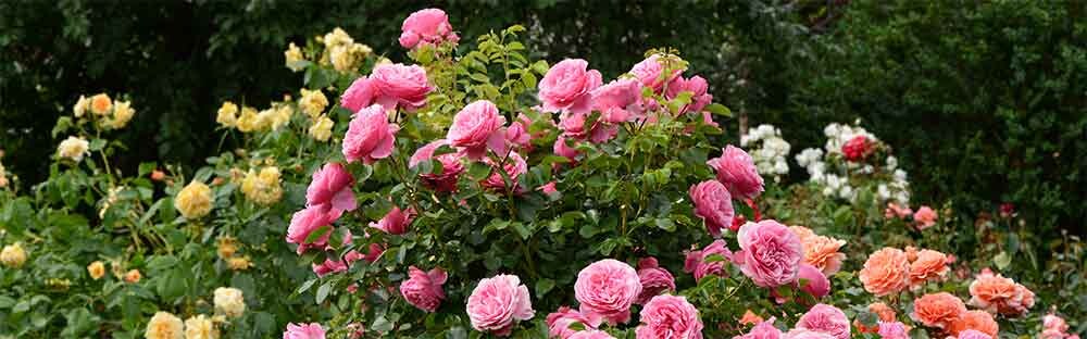 Yellow, pink and peach rose bushes