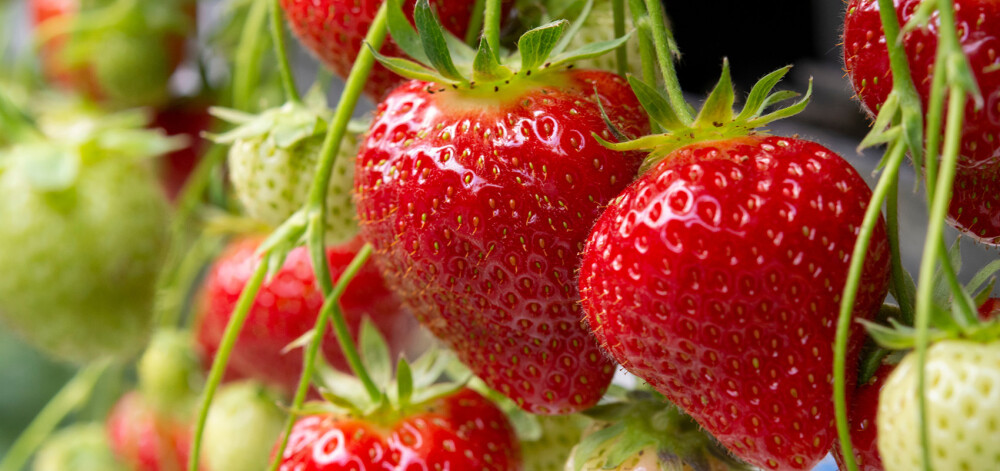 Strawberries at Longstock Park Farm Shop