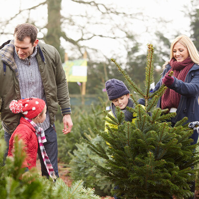 Christmas tree picking