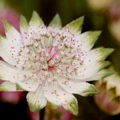 Macro view of sage green and pink flower