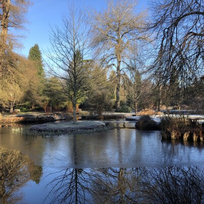 Autumn tree at the water garden