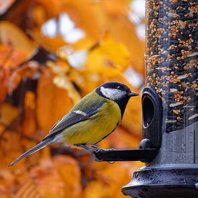 Winter bird feed