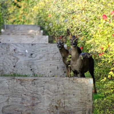 Biodiversity sustainability, Leckford Estate