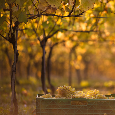 Sparkling Wine and Vineyards