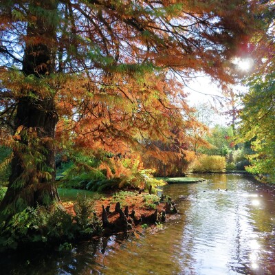 Autumn tree at the water garden