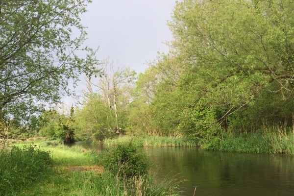 River bank with overhanging trees