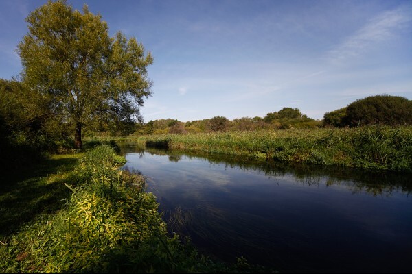 Large tree over river stream