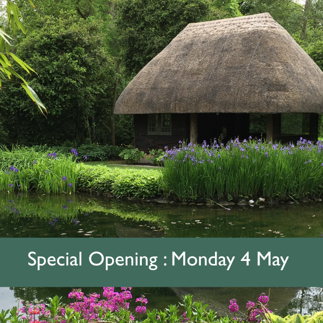 plants and ponds in the garden