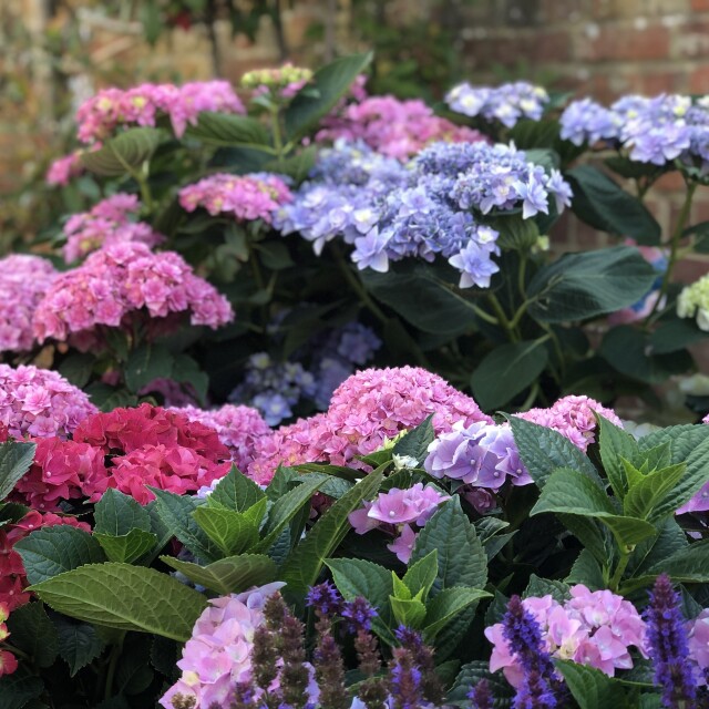 Colourful Hydrangea