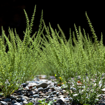 Dry Riverbed Design