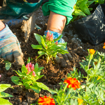 Hard Landscaping & Planting