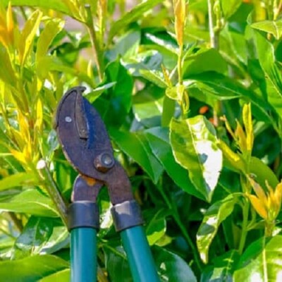 Winchester Hedge Prune & Tidy